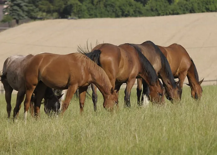 Gospodarstwo wiejskie Ranch 79 Smedcice