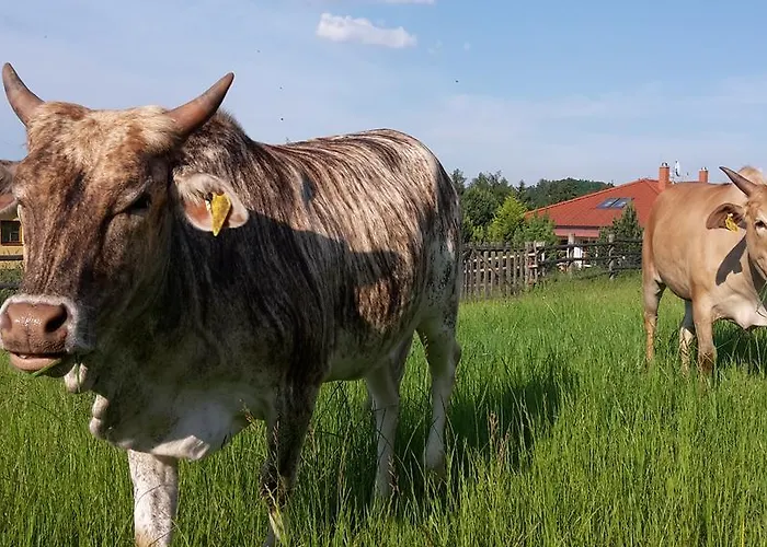 Kır Evi Ranch 79 *